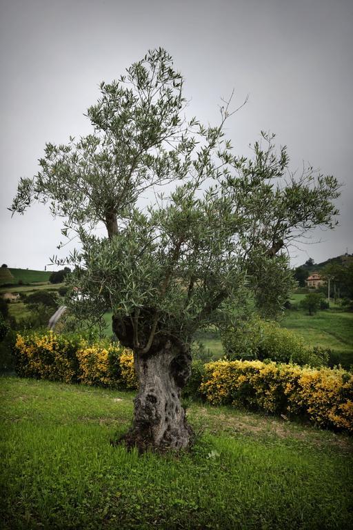 Posada La Solana - Adults Only Σαντιγιάνα ντελ Μαρ Εξωτερικό φωτογραφία